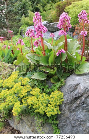Beautiful spring flowering rock garden. Pink flowers are called Bergenia cordifolia or Elephant ears. Yellow ones are called Euphorbia polychroma or Spurge.