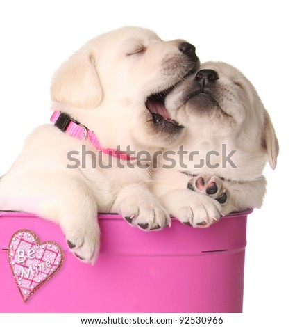 Valentine puppies in a pink container with a heart that says be mine . Valentine puppies in a pink container with a heart that says be mine .