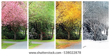 Spring, Summer, Fall and Winter. Four seasons photographed on the same street from the exact same location. Also available in individual high resolution.