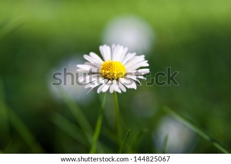 summer, flower, garden,medical,camomile, background,