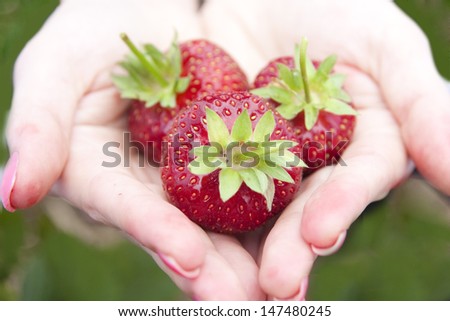 strawberry red field plant green hand