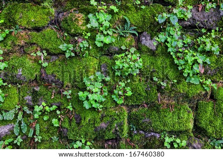 Overgrown with moss fortress  wall