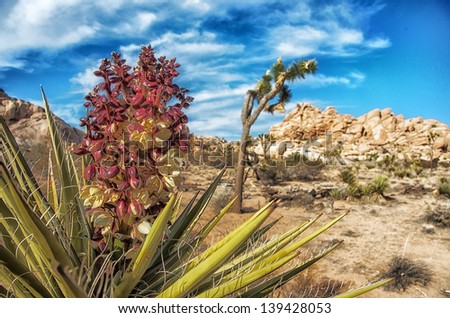 desert scene, joshua tree in background, Joshua Tree National Park