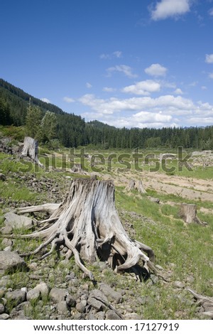 clear cut forest area, washington state, near snoqualmie pass