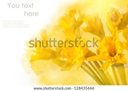 beautiful yellow daffodils over white with bokeh and sample text