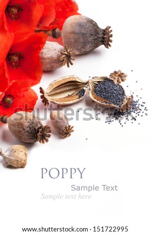 Poppy grains, dry heads and red flowers isolated with sample text