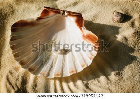 top view on white pearl in the beautiful seashell on sand