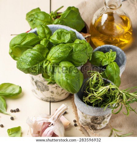 Fresh basil and rosemary in garden pots with garlic and glass bottle of olive oil served on white wooden table. See series