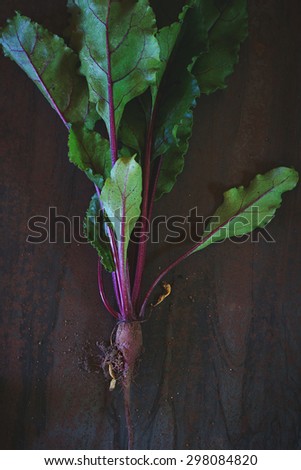 Young little beetroot with leaves and soil over metal background. Top view. Natural day light.