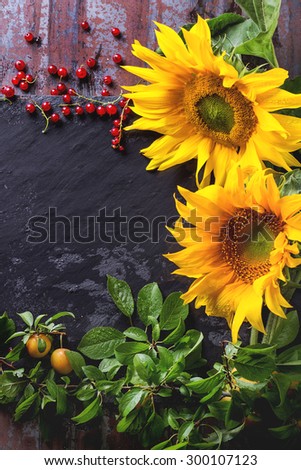 Sunflowers with red currant berries and brunch of yellow plums over wet black slate on old metal background. Frame with copy space at center. Top view