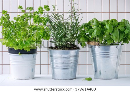 Fresh herbs Basil, rosemary and parsley in metal pots over kitchen table with white tiled wall at background.