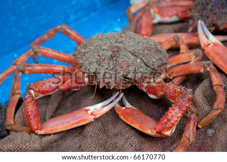Living crab in the market