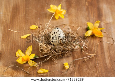 Quail\'s eggs in nest with yellow  flowers on wooden desk