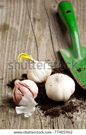 Garlics with soil and garden spade on old wooden table
