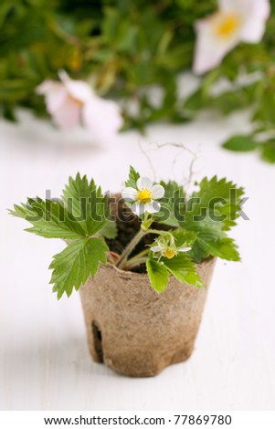 Composition with blossom sprout of strawberry in garden pot on white table