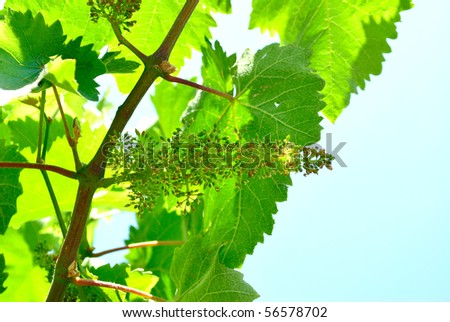 flowering vines against a background of bright blue sky
