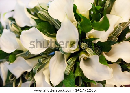 beautiful bunch of white calla lilies of the spouse