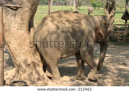 Elephant with itchy bum