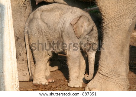 Baby elephant asleep on his feet