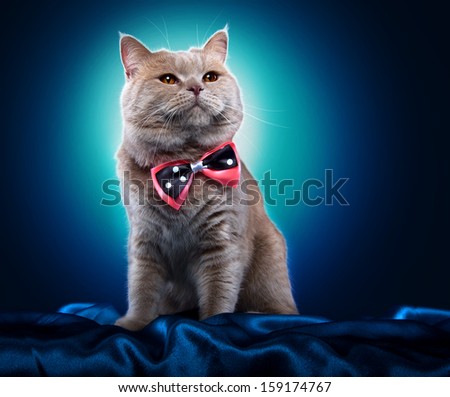 British Cat With A Bow-Tie