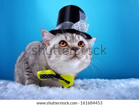 British cat with bow-tie and funny hat.