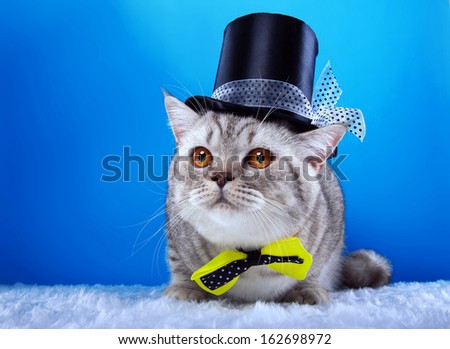 British cat with bow-tie and funny hat.
