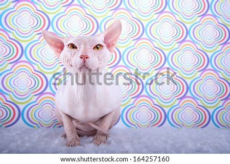 Beautiful white cat on a colored background