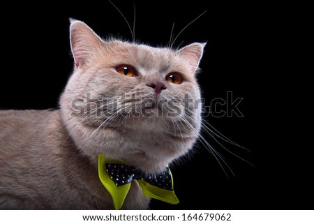 Surprised British cat with bow-tie