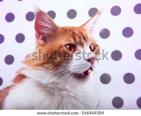 Maine Coon cat screaming on a beautiful background