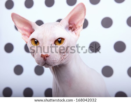 Funny Sphinx cat on a black and white background.