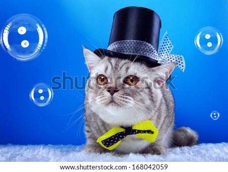 British cat with yellow bow-tie and funny hat is looking on a bubbles.