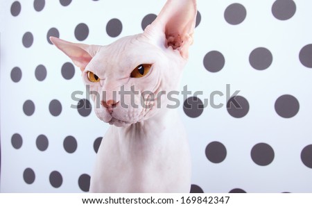 Funny Sphinx cat on a black and white background