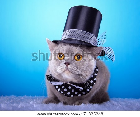 Nice british cat with funny hat and bow-tie.