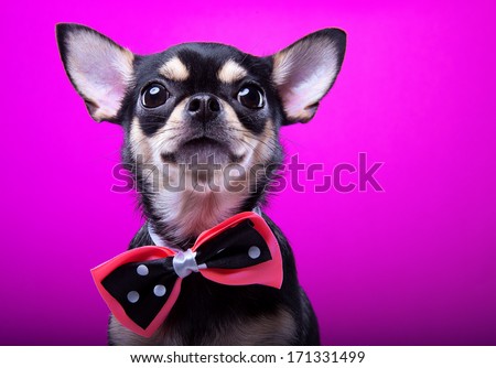 Fashionable and fun chihuahua cat on a pink background