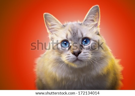 Beautiful Stylish Purebred Cat. Animal Portrait. Purebred Cat Is Sitting. Orange Background. Colorful Decorations. Collection Of Funny Animals