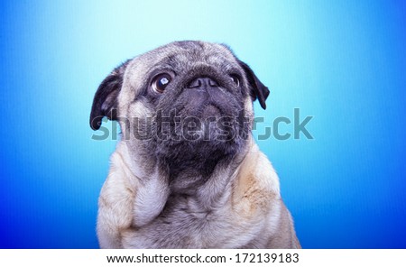 Nice mops dog is isolated on a blue background. Animal portrait. Playful dog is on a colorful background. Collection of funny animals