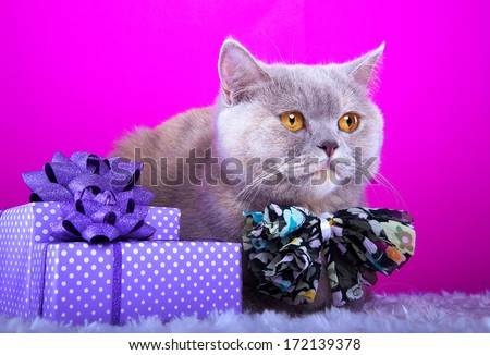 Beautiful stylish british cat with nice presents. Animal portrait. British cat with bow-tie is lying. Pink background. Colorful decorations. Collection of funny animals