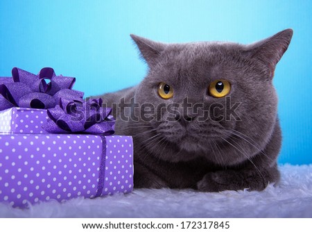 Beautiful stylish british cat with nice presents. Animal portrait. British cat with bow-tie is lying. Blue background. Colorful decorations. Collection of funny animals