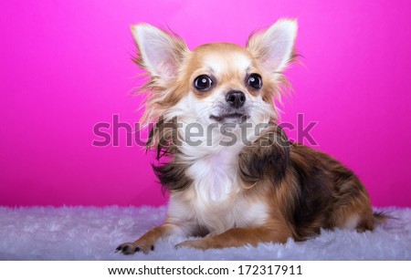 Beautiful chihuahua dog. Animal portrait. Stylish photo. Pink background. Colorful decorations. Collection of funny animals
