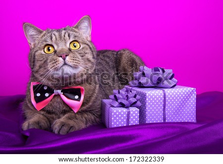 Beautiful stylish british cat with nice presents. Animal portrait. British cat with bow-tie is lying. Pink background. Colorful decorations. Collection of funny animals
