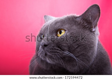 Beautiful stylish purebred british cat. Animal portrait. Purebred cat is lying. Pink background. Colorful decorations. Collection of funny animals