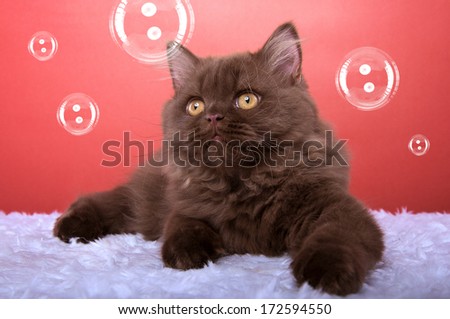 Beautiful stylish purebred british cat. Animal portrait. Purebred cat is lying. Red background. Colorful decorations. Collection of funny animals