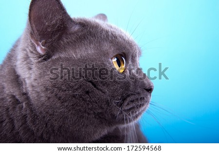 Beautiful stylish purebred british cat. Animal portrait. Purebred cat is lying. Blue background. Colorful decorations. Collection of funny animals