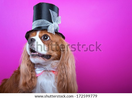 Beautiful spaniel dog with bow-tie. Animal portrait. Spaniel dog in stylish clothes. Pink background. Colorful decorations. Collection of funny animals