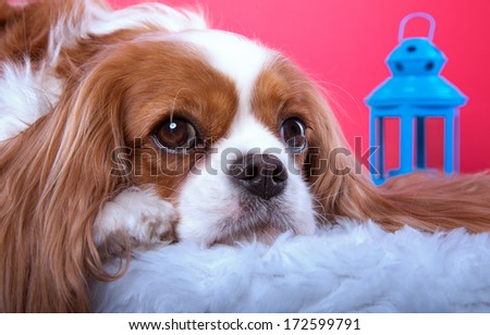 Beautiful spaniel dog. Animal portrait. Stylish photo. Red background. Colorful decorations. Collection of funny animals