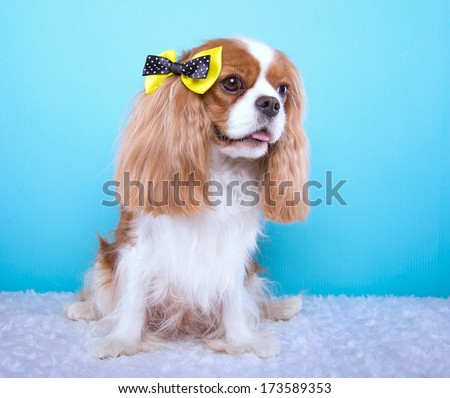 Beautiful spaniel dog with bow-tie. Animal portrait. Spaniel dog in stylish clothes. Blue background. Colorful decorations. Collection of funny animals