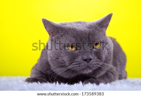 Beautiful stylish purebred british cat. Animal portrait. Purebred cat is lying. Yellow background. Colorful decorations. Collection of funny animals