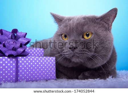 Beautiful stylish british cat with nice presents. Animal portrait. British cat with bow-tie is lying. Blue background. Colorful decorations. Collection of funny animals
