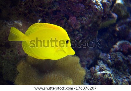 Beautiful yellow fish swimming in the sea