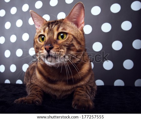 Beautiful stylish Bengal cat. Animal portrait. Bengal cat is lying. Beautiful background. Collection of funny animals